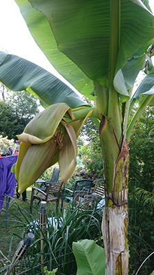 Banana plant